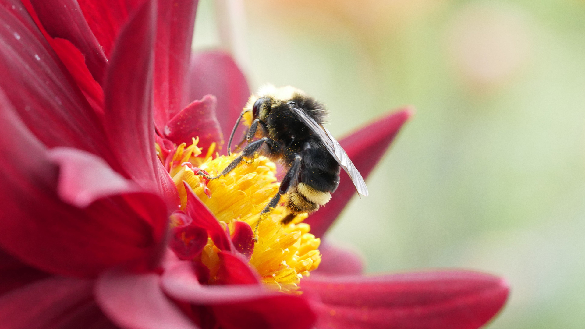 Wasp picture material HD computer wallpaper