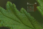 April 2022 green plant eye protection HD calendar wallpaper
