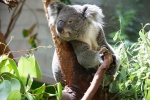 Cute koala pictures