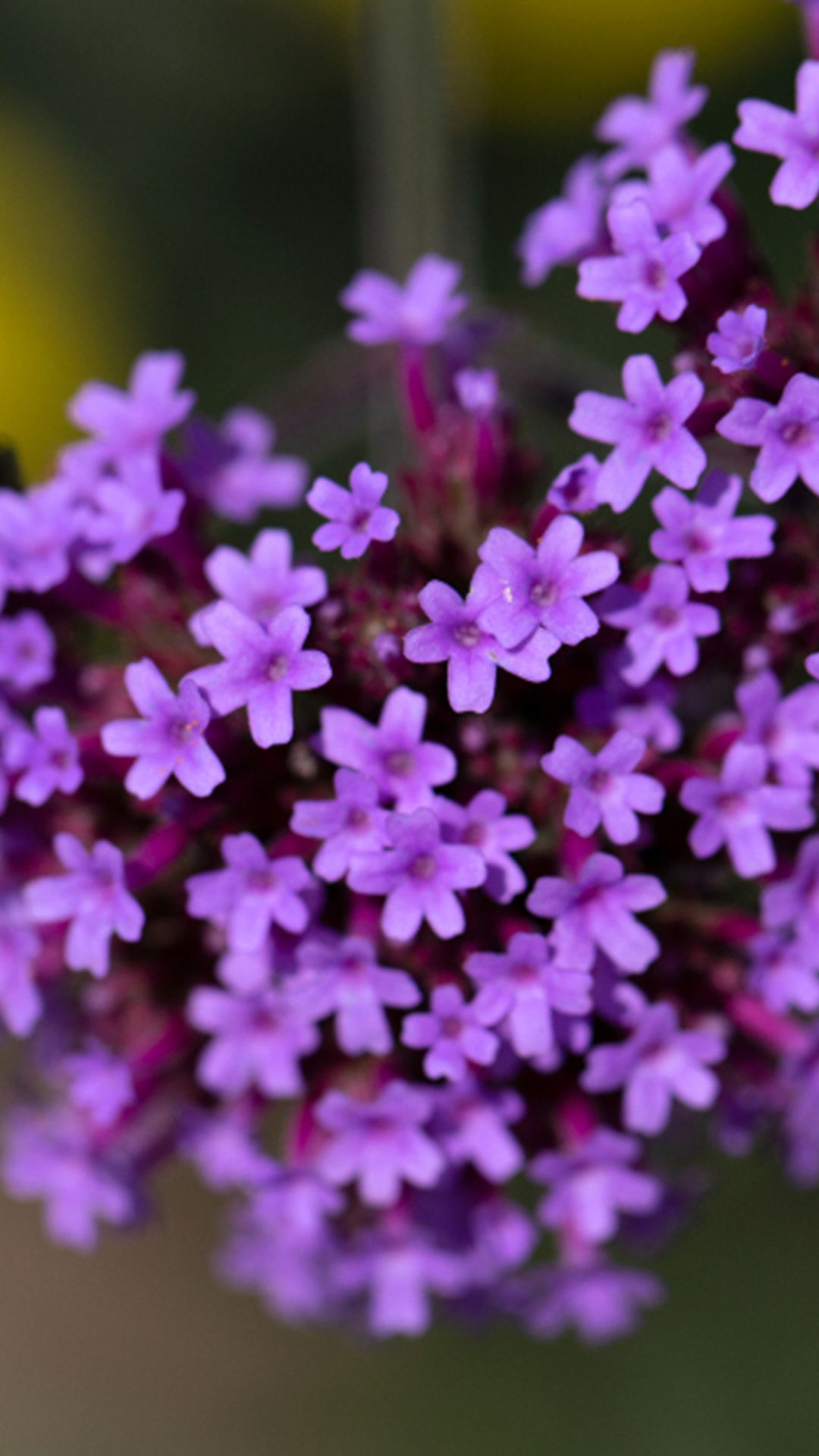 紫色小花朵图片手机壁纸