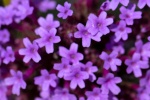 紫色小花朵图片手机壁纸