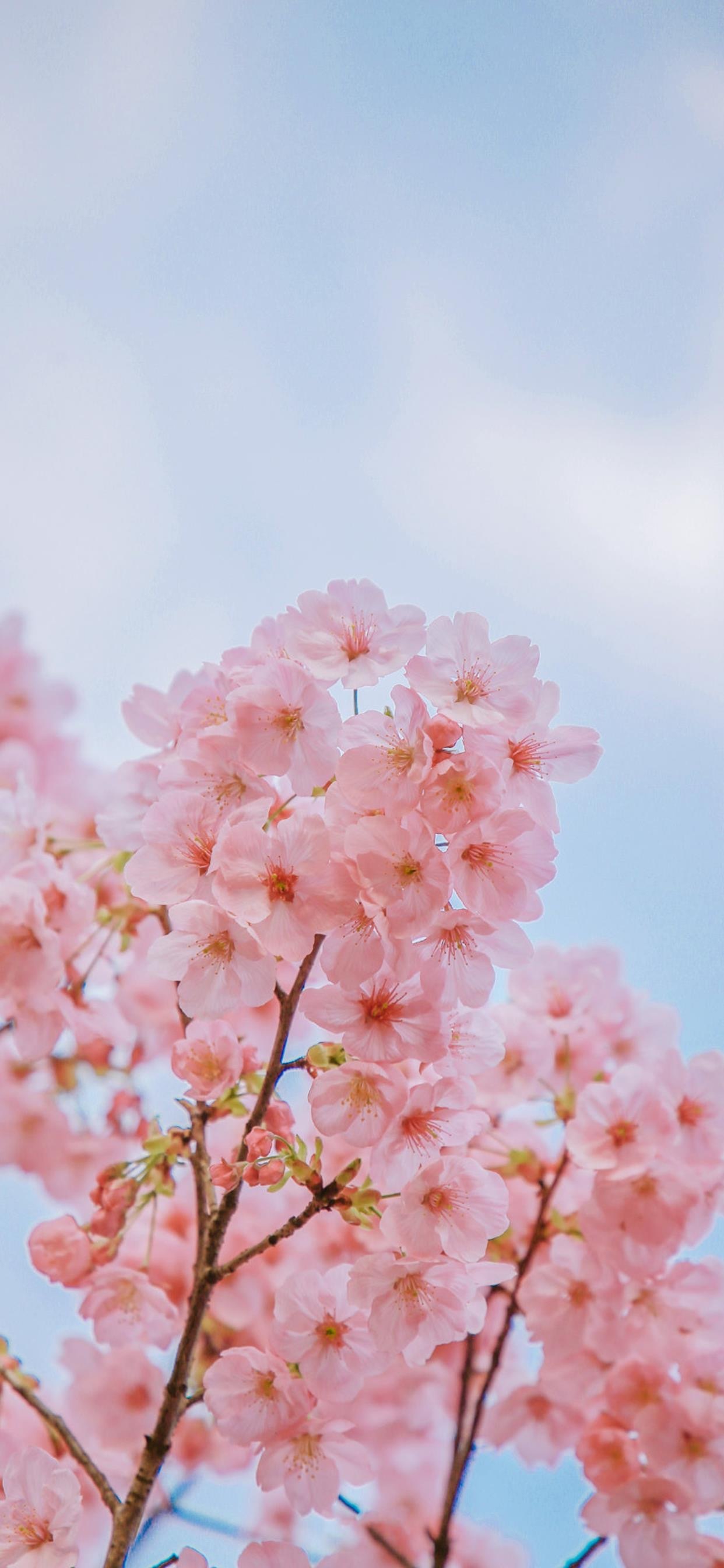 粉色樱花唯美壁纸