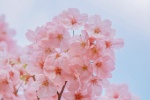 Pink cherry blossom aesthetic wallpaper