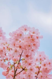 Pink cherry blossom aesthetic wallpaper