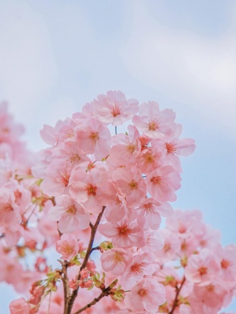 Pink cherry blossom aesthetic wallpaper