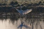 Great egret with snow-white feathers picture wallpaper