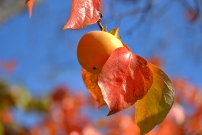 Autumn ripe persimmons hanging on branches pictures desktop wallpaper