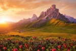 Mountain full of flowers and dandelions pictures desktop wallpaper