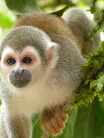 Squirrel monkey pictures