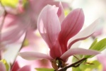 Spring magnolia pictures desktop wallpaper