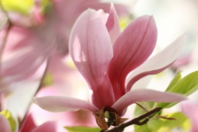 Spring magnolia pictures desktop wallpaper