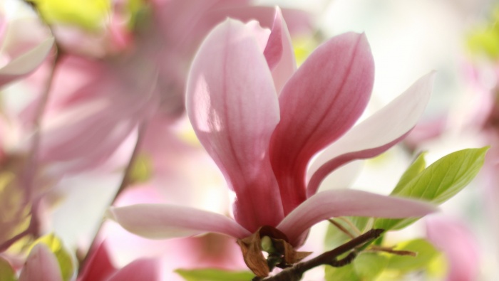Spring magnolia pictures desktop wallpaper