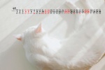 2021年9月可爱动物猫咪桌面日历壁纸