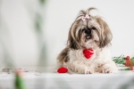 Shih Tzu dog pictures desktop wallpaper