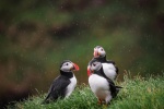 arctic puffin pictures