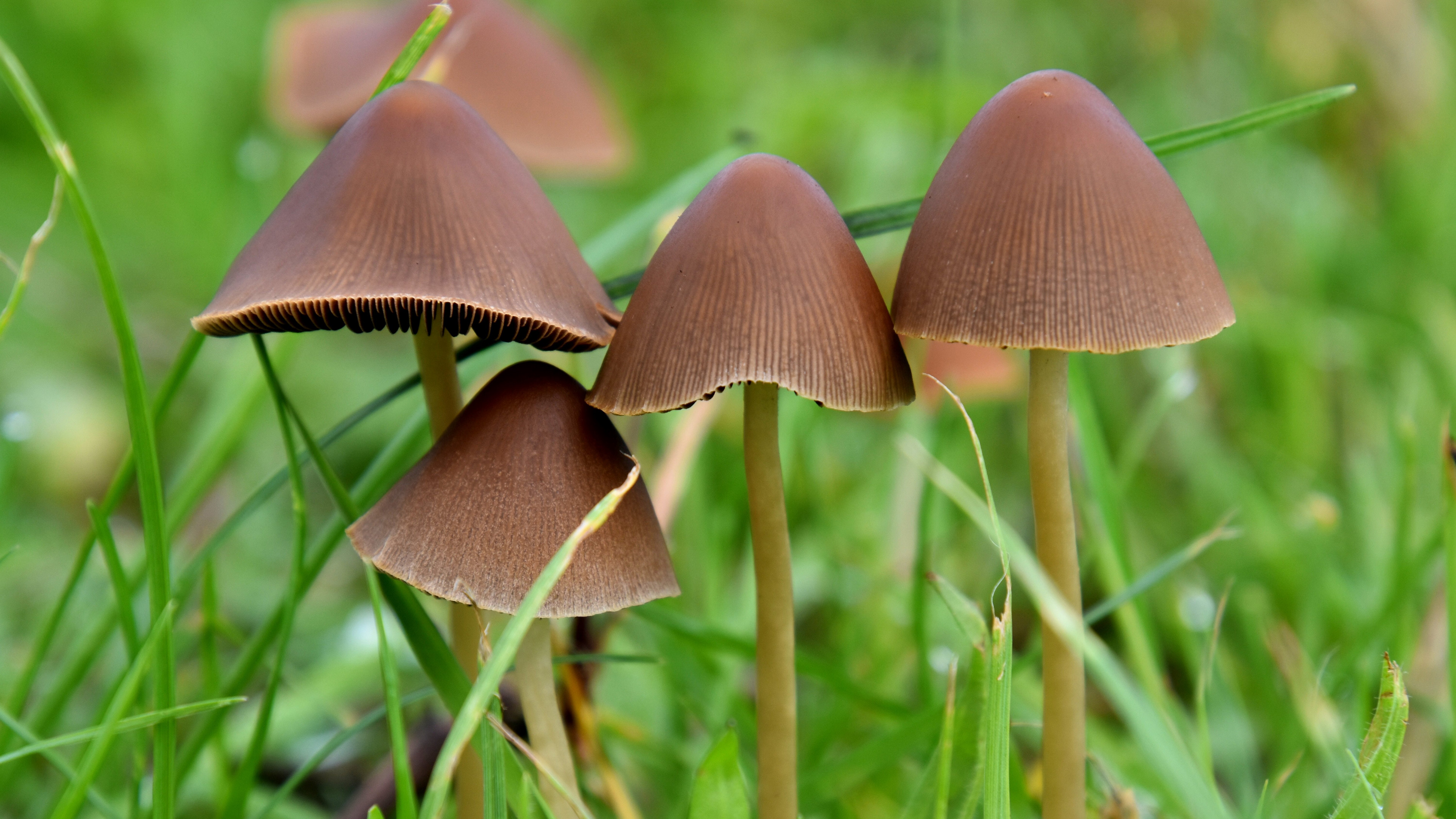 蘑菇 草 林地 - Pixabay上的免费照片 - Pixabay