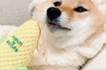 Silly and cute Shiba Inu mobile wallpaper pictures