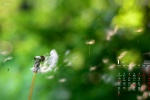 January 2022 green plant eye protection calendar wallpaper