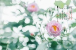 January 2022 small fresh green flower computer calendar wallpaper