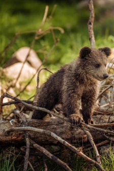 體型健碩的棕熊圖片
