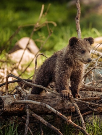 Pictures of muscular brown bears