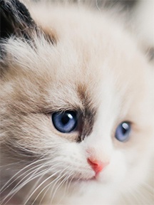 可爱萌宠喵星人手机壁纸