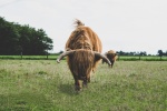 Long haired Scottish cow pictures