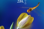 24 solar terms Awakening of Insect mobile wallpaper