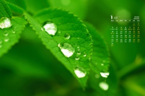 January 2022 emerald green leaves water drops desktop calendar wallpaper