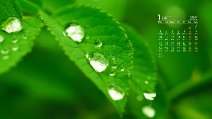 2022年1月翠绿色的树叶水滴桌面日历壁纸