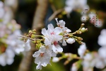 April 2021 cherry blossom pictures desktop calendar wallpaper