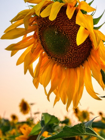 太阳花向日葵手机壁纸