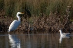 Great egret with snow-white feathers picture wallpaper