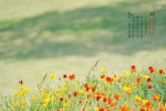March 2022 small fresh flower caltrop desktop calendar wallpaper