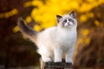 Ragdoll cat pictures