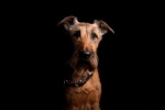 Irish Terrier Pictures