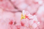 春日粉色櫻花手機壁紙