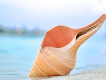 沙滩上的贝壳海螺