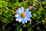 Beautiful HD Daisy Pictures Desktop Wallpaper