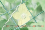 2021年10月护眼绿植风景桌面日历壁纸