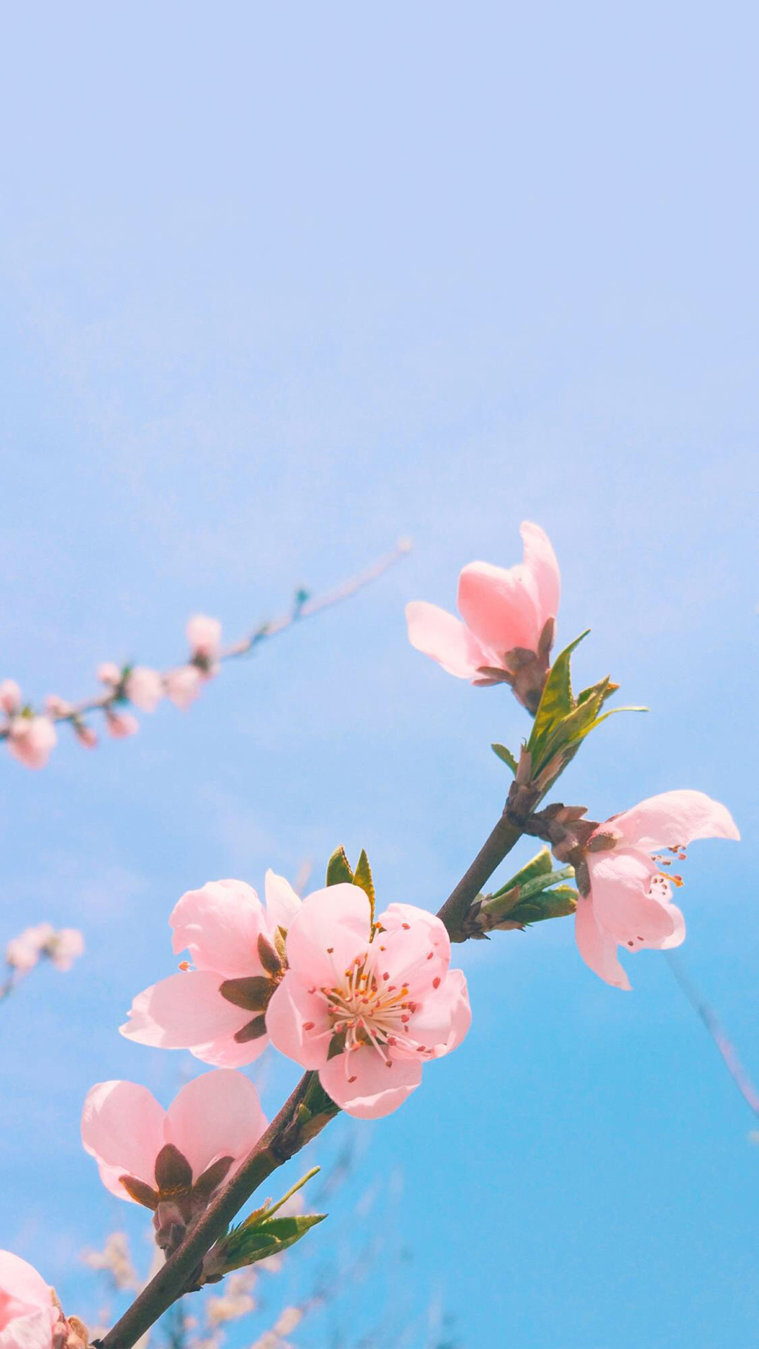 粉色桃花浅蓝天空手机壁纸