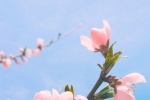 粉色桃花淺藍天空手機壁紙
