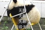 熊猫无聊表情包