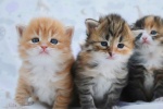 Siberian forest cat pictures