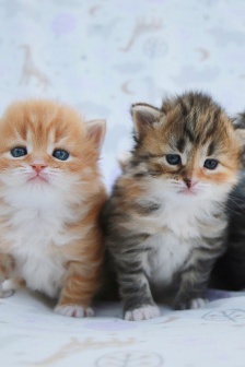 西伯利亚森林猫图片