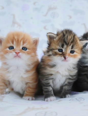Siberian forest cat pictures