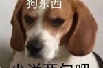 狗东西 少说两句吧