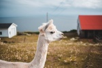 Alpaca pictures tame and cute alpaca pictures