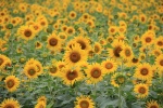 Golden sunflower pictures desktop wallpaper