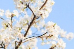White cherry blossom HD wallpaper
